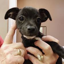 Each rescue has its own adoption process. Portland Or Chihuahua Meet Skippy A Pet For Adoption