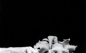 The only problem is flowers don't last long, and it can be an investment to always have fresh flowers brightening up your space. Herbert Muschamp On Why Mapplethorpe S Flowers Matter Art For Sale Artspace