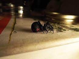 The female black widow is very venomous black widow spiders are commonly found outdoors and around human habitation. Dancing With Black Widow Spiders The New York Times