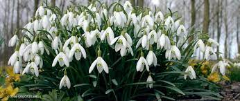 Specialty Bulb Snowdrops Bulbs For Naturalizing Bulbs For Sale Spring Garden Flowers Bulb Flowers Shade Plants