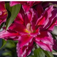 Image result for Rourea orientalis