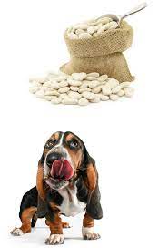 Can a dog eat pork and beans. Can Dogs Eat Lima Beans Or Are They Best Avoided