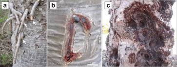 Gg dzikije palavannie dzivia music dota: Aerial Roots And Dragon S Blood Of A Dragon Tree A D Draco Aerial Download Scientific Diagram