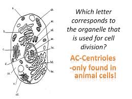 Check spelling or type a new query. Cell Unit Test Review Microscopes Eukaryotic Prokaryotic Cells Animal Plant Cells Cell Organelles Cell Membrane Diffusion Osmosis Cell Transport Ppt Download