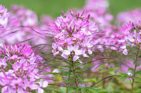 Image result for Cleome