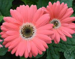 Pin On Garden Fantasy