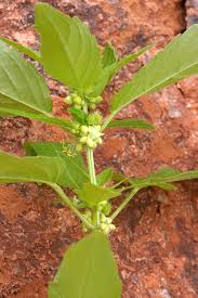 Image result for Acalypha ambigua