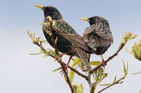 Jetzt wollte ich mir gerne ein pärchen kaufen, aber ich will keinen nachwuchs. Verhalten Und Lebensweise Des Stares Er Baut Sie Dekoriert Nabu