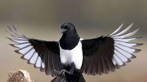 When magpies attack starring screaming bike girl. Bbc Earth The Truth About Magpies