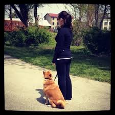 Puppies are very cute but they have important and very specific needs. Is A Board Train Dog Training Option Really Worth It Buckeye Dog Training