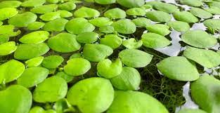 By the time you finish reading, you will know exactly which water source is. The 8 Best Freshwater Floating Aquarium Plants
