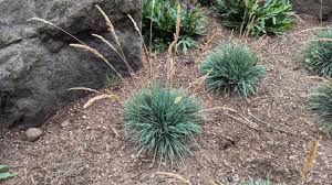 Image result for Koeleria