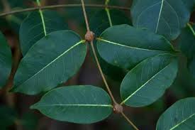 Image result for Diplorhynchus condylocarpon