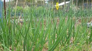 今年も薄い 玉ねぎの葉色 スーの家の自然栽培的オーガニック家庭菜園12ヶ月
