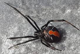 The spider's bite causes severe pain, sweating and nausea. Clinical Practice Guidelines Spider Bite Redback Spider