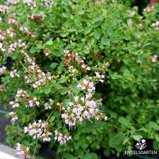 Oregano Pflanze Pflanzen Majoran Heilpflanzen