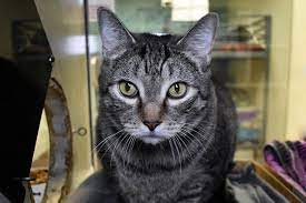 Earlier Today We Posted About Sweety White Id 607255 Now We D Like To Introduce You To Her Brother Mikey Id 607256 Humane Society Foster Cat Cat Adoption