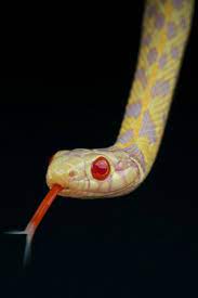 Albino Garter Snake For Sale Snakes For Sale Snake Albino