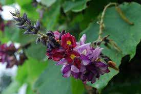 Image result for Pueraria