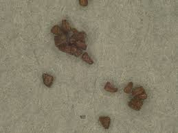 Image result for Striga aspera