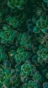 We did not find results for: 260 Green Aesthetic Ideas In 2021 Green Aesthetic Green Aesthetic Colors