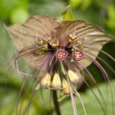 The black bat flower, tacca chantrieri, is a species of flowering plant in the yam family dioscoreaceae. Black Bat Flower Tacca Chantrieri Growing Planting Caring