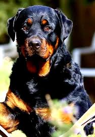 A prayer for safe return gracious lord, although we often forget, you are constantly in control of all things. Community Light Candles For Missing Dog Praying For A Safe Return
