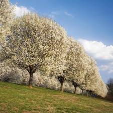 Hey arrived on time and packaged safely. Bradford Flowering Pear Trees For Sale Fastgrowingtrees Com