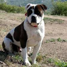 The abba is the only registry & breed club that requires it's breeders to mandatory dna test all breeding stock. Alapaha Blue Blood Bulldog Dog Breed Information And Facts