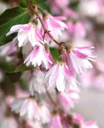 Image result for Deutzia hybrida Pink Pompon