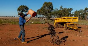 Landwirte flehen die regierung nun um hilfe an. Die Pest Der Mause In Australien Uberrannt Farmen Geschafte Und Schlafzimmer Germanic Nachrichten