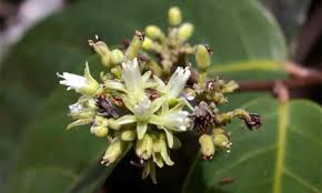 Image result for Dichapetalaceae