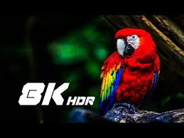 Birds With Human Arms Youtube Youtube Rick And Morty Poster Ultra Hd Youtube