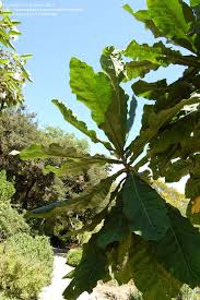 Image result for Anthocleista