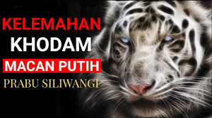 Mereka yang didampingi oleh khodam macan putih, tentu memiliki karakter atau ciri tertentu yang membedakannya dari orang biasa. Pin Di Me God Enough