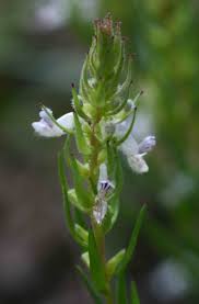 Image result for Aeollanthus subacaulis