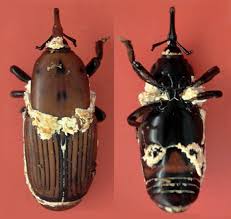 Image result for Rhynchosia ferruginea