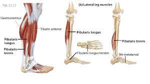 The muscles acting on the foot span from above the knee to various points on the foot skeleton. Chapter 12 Part 2 Appendicular Muscles Legs And