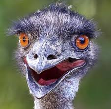 Emu Funny Bird Pictures Funny Birds Animal Paintings