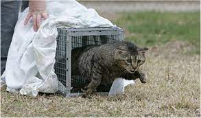 If you are unsure whether or not youve caught a feral, watch his behavior in the trap. Feral Cats And Tnr In Wolverhampton