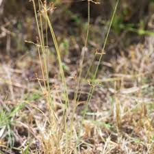 Image result for Bulbostylis trabeculata