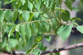 Image result for Sclerocarya birrea