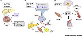 Learn vocabulary, terms and more with flashcards, games and other study tools. Transgenic Artifacts Caused By Passenger Human Growth Hormone Sciencedirect