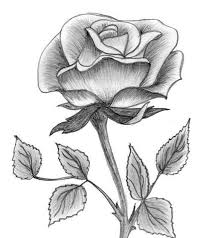 Wow 27 Sketsa Gambar Bunga Yg Mudah 40 Gambar Sketsa Bunga Indah Mawar Matahari Tulip 39 Gambar Sketsa Bunga Indah Sakura Mawar M Di 2020 Lukisan Bunga Sketsa Bunga