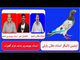 Ustad Ch Shahid Sb Kay Breeder Pigeons From Gujrat Watch In Hd Urdu Hindi In 2020 Pigeon Pakistani Pigeon Breeders