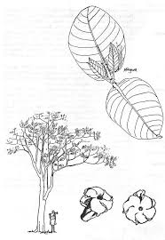 Image result for Tabernaemontana pachysiphon