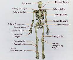 Tulang anggota gerak atas dan bawah serta fungsinya. Koiuin5zz10mzm
