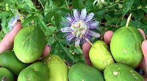 Maybe you would like to learn more about one of these? Native Passion Fruit Passiflora Incarnata How To Find Id Harvest Grow Eat Tyrant Farms