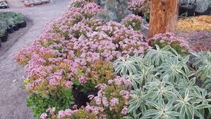 Image result for Crassula alticola