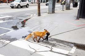 Toronto is starting to feel like a ghost town as covid 19 cases rise. Nature Reclaims Public Spaces During Lockdown Reuters Com